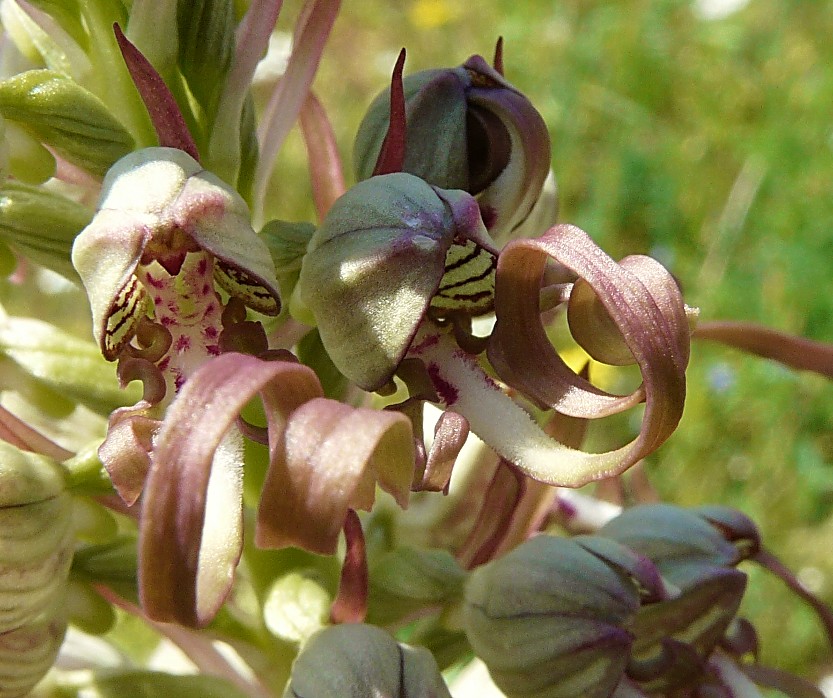 Himantoglossum Hircinum